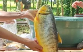 Apóstoles: La Fiesta del Pescado de Cultivo registró una amplia participación de productores y público