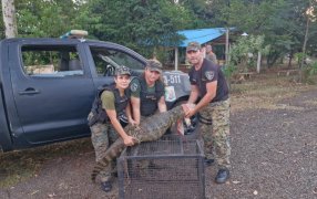 Misiones: Policías Ambientales rescataron a un yacaré en el Barrio Hipódromo en el conurbano de la ciudad de Posadas