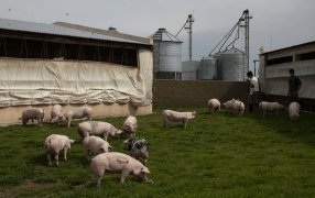 El SENASA tomó una medida de emergencia para frenar una enfermedad letal para los cerdos