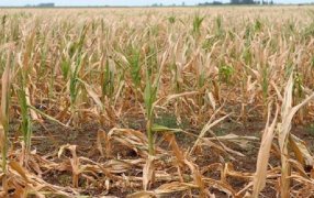 El 80% del maíz tardío sembrado ya está perdido