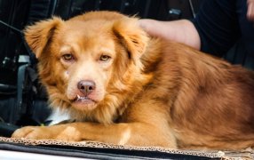 Posadas: El Instituto Municipal de Sanidad Animal fortalece el su tarea asistencial y preventiva