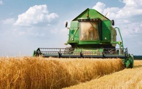 Entre heladas y sequía: Finalizó la cosecha de trigo: registró caída del 44% y fue la peor de las últimas 7 campañas