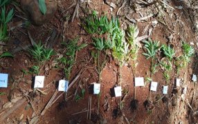 Operativos rurales en Misiones: Incautaron plantines de marihuana, una escopeta y una jaula de cazadores furtivos