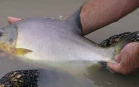 La provincia de Misiones produjo casi un millón de kilos de pescado y consolida el crecimiento de su acuicultura