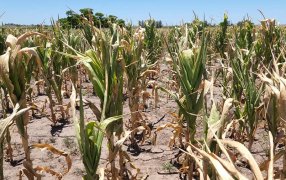 Cayó 50% el ingreso de divisas por retenciones durante el primer semestre del año