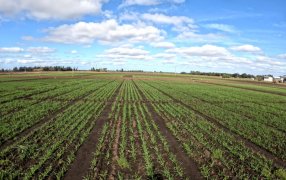 ¿Por qué Argentina no le vende trigo segregado a Brasil?