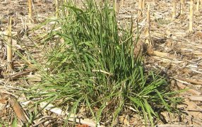 Dos malezas en la mira por problemas de resistencia en Buenos Aires y Córdoba