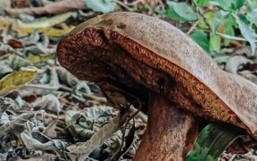 Impulsan el crecimiento del cultivo de hongos comestibles y medicinales, una alternativa productiva con alto potencial en la provincia de Misiones