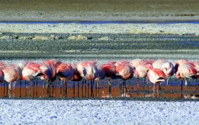 Los flamencos también sufren: El biólogo Enrique Derlindati alerta sobre el peligro del mal uso de los humedales