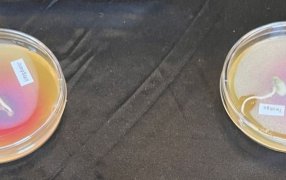 Una nueva combinación de microorganismos incrementa en doscientos kilos el rendimiento de soja frente a la inoculación tradicional