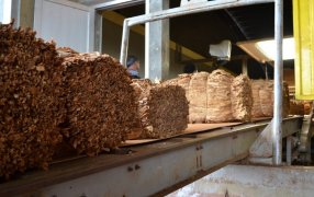 La provincia de Misiones cierra una campaña tabacalera con más de treinta y tres millones de kilos acopiados