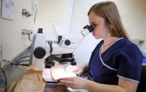 La provincia de Misiones impulsa una red de vigilancia para prevenir enfermedades transmitidas por mosquitos