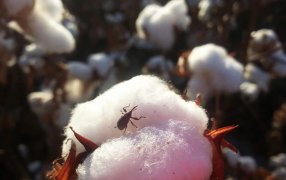 El INTA avanza en el desarrollo de un algodón resistente al picudo