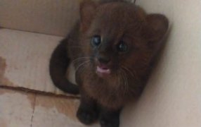 Misiones: Resguardaron a un cachorro de Yaguarundí que apareció en el patio de un vecino de la localidad de Guaraní y varios perros en otros Municipios de la provincia