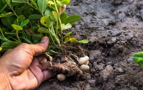 General Villegas: Primera Jornada de Maní en provincia de Buenos Aires con el apoyo de CIAFBA