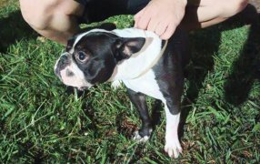 Emotivo reencuentro: "Luna" la bulldog francés robada fue recuperada por la Policía de Misiones y volvió con su dueña