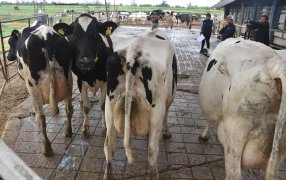 Santa Fe: Se alzan voces críticas ante la falta de soluciones para la lechería