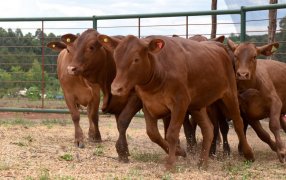 El lunes 14 de Octubre se inicia una nueva campaña de vacunación contra la Fiebre Aftosa en Misiones, se acordó que el precio de la dosis oscile entre 2.200 pesos y 2.400 pesos