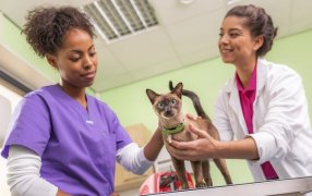 6 de Agosto, Día del Veterinario en la Argentina: Aliados clave para la salud animal, humana y ambiental