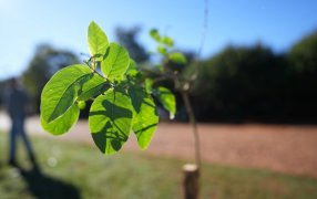 Plan de Arborización Urbana en Apóstoles, para mejorar la calidad de vida de los vecinos y embellecer la ciudad
