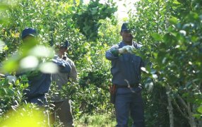 A partir de Marzo se modifican las condiciones de los productores RENAF con relación al Convenio de Corresponsabilidad Gremial
