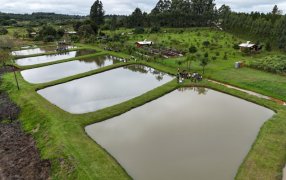 Misiones: La Primera Fiesta del Pescado de Cultivo dejó un fuerte impacto económico en el Municipio de Apóstoles y la región
