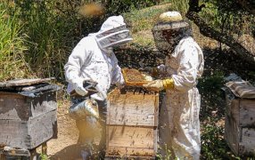 La cosecha de miel avanza con muchos contrastes: También sufrió el impacto de la ola de calor