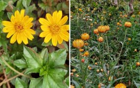 ¿Cuáles son las cubiertas naturales que nos ayudan a cuidar el suelo?