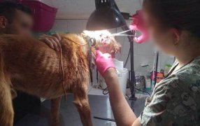 Concepción de la Sierra: Personal policial rescató a un perro herido y en estado de abandono