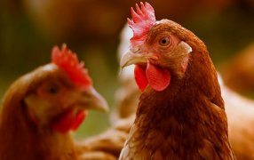 Empresas del sector alimentario duplican esfuerzos en la promoción del bienestar animal, según nuevo informe