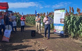 Posta ganadera, la nueva solución RAGT para saber qué híbrido es mejor en nutrición animal