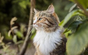 20 de Febrero: Día Internacional del Gato: Anemia infecciosa felina, un riesgo invisible