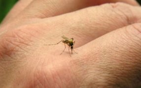 Prevení el Dengue: Eliminar potenciales criaderos del Aedes Aegypti de tu casa