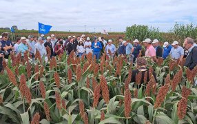 RAGT Semillas presentará soluciones para sorgo, trigo y arvejas en el Congreso de Aapresid 2023