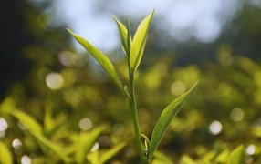 El INTA desarrolló dos variedades de té gourmet