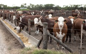 Sin pasturas por una sequía que no afloja, sigue creciendo la ocupación en los feedlots
