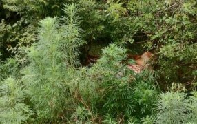 Sorprendieron a dos individuos de 33 y 57 años faenando una vaquilla dentro de campo privado de la zona rural de la localidad misionera de Azara y terminaron detenidos