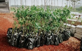 Misiones: El Centro de Producción y Validación de Tecnologías Hortícolas del Municipio de San Vicente es un espacio clave para la formación e implementación de herramientas innovadoras