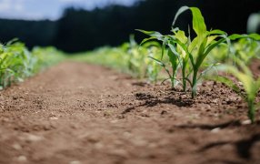 El nitrato del suelo, clave para el crecimiento de las plantas y la reducción de fertilizantes