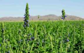 Chía, la pequeña semilla que busca hacerse grande desde Salta