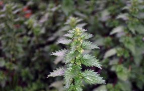 Cómo cultivar ortiga en casa: Una guía con cinco pasos claves: Desde la preparación del suelo hasta los usos una vez cosechada