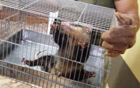 Policías de Misiones ambientales rescataron una comadreja hallada en una vivienda de la ciudad de Posadas
