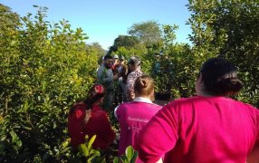 Capacitación para yerbales sustentables en Colonia Esmeralda