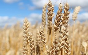 Granos de trigo más grandes: Expertos hicieron pruebas y ahora inician los ensayos agronómicos