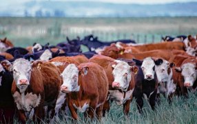 Presentan datos sobre cómo la trazabilidad electrónica mejora la rentabilidad del sector ganadero