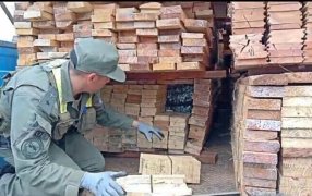 Camión cargado con tablones de madera ocultaba casi siete mil kilos de marihuana