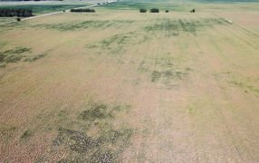 Encuesta nacional: Los rindes están hasta 78% por debajo de lo planificado por las empresas