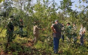 Prevención de plagas y producción eficiente en yerbales en el Municipio misionero de Montecarlo