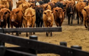 Los precios como en un tobogán