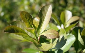 Yerba mate: Se encuentran vigentes nuevos precios para la materia prima